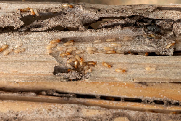 Best Pest Removal Services  in Arapahoe, WY