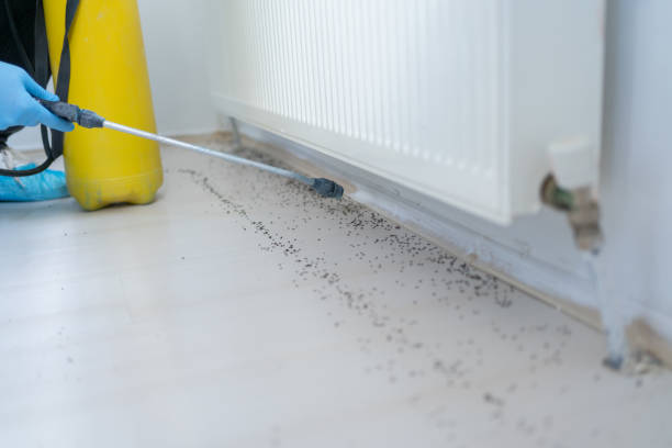 Best Flea Control Services  in Arapahoe, WY