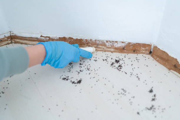 Best Cockroach Control Services  in Arapahoe, WY